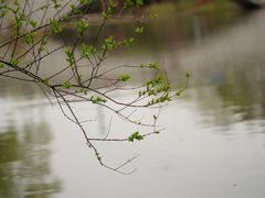 -顾村公园