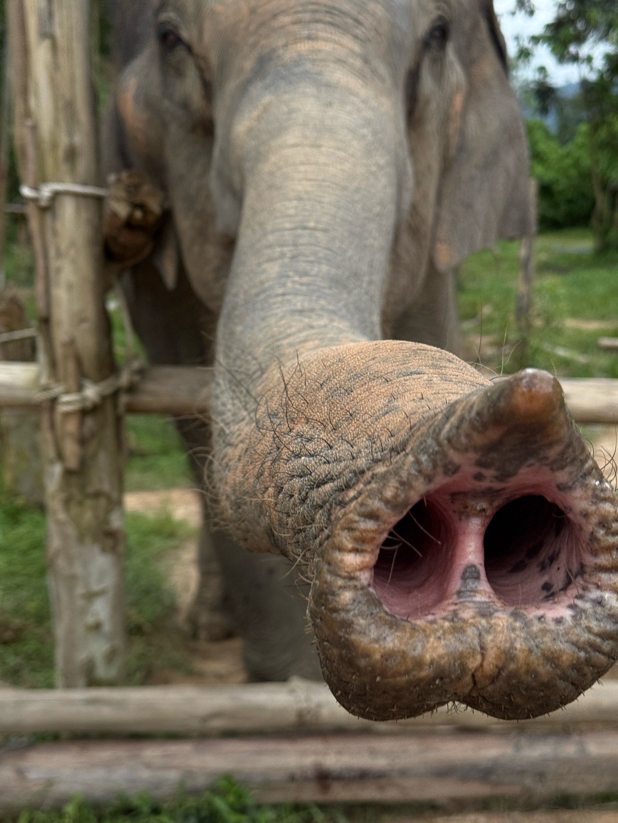 大象鼻子真的像长长的猪鼻子