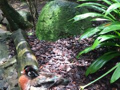 -新加坡飞禽公园