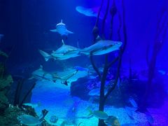 -沈阳海洋探索中心