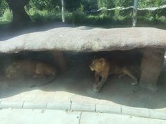 -北京野生动物园