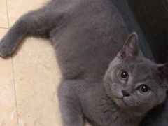 -lincat·猫舍(广州店)