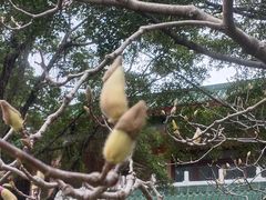 -广东圆玄道观