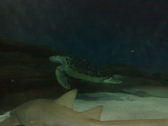 -上海海洋水族馆-停车场