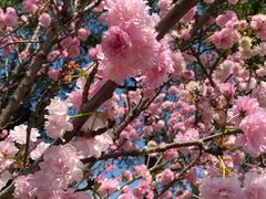 -天适樱花悠乐园