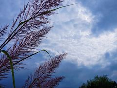 -白鹭湾湿地公园