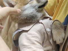 -逗柴咖啡屋·狗咖猫咖宠物桌游