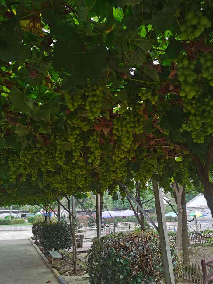 汤司令山庄-"带孩子玩玩喂喂羊摘摘葡萄还行,饭菜有点像.