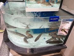 黑鱼-盒马鲜生(和谐广场店)
