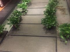 -梧桐餐厅(泉城路店)