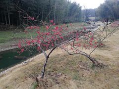 -宜兴龙背山森林公园