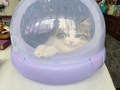 -宠爱国际动物医院· 猫科· 外科·中兽医(长白店)