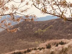-樱花山风景区