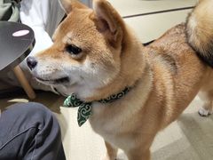 -逗柴咖啡屋·狗咖猫咖宠物桌游