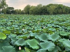 -无锡蠡湖国家湿地公园-蠡园