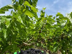 -尚果生态采摘园