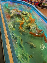 -卡通尼·Safari非洲探索乐园·生日会(金桥国际商业广场店)