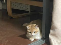 -东方名猫馆·英短金渐层布偶猫舍(环线广场1号楼店)