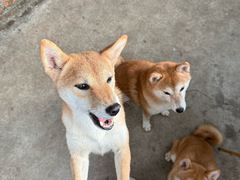 -柴犬高等学院·狗咖·柴犬售卖·宠物训练