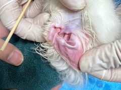 -艾贝尔宠物诊疗