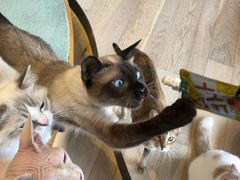 -CAT’S MEWSTAR CAFE·喵星球猫屋(晴湾咖啡店)