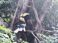 -广州长隆飞鸟乐园