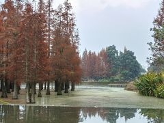 -白鹭湾湿地公园