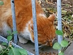 -老北京赵记酱肘子