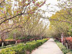 -高东镇樱花园