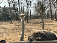 -大连森林动物园