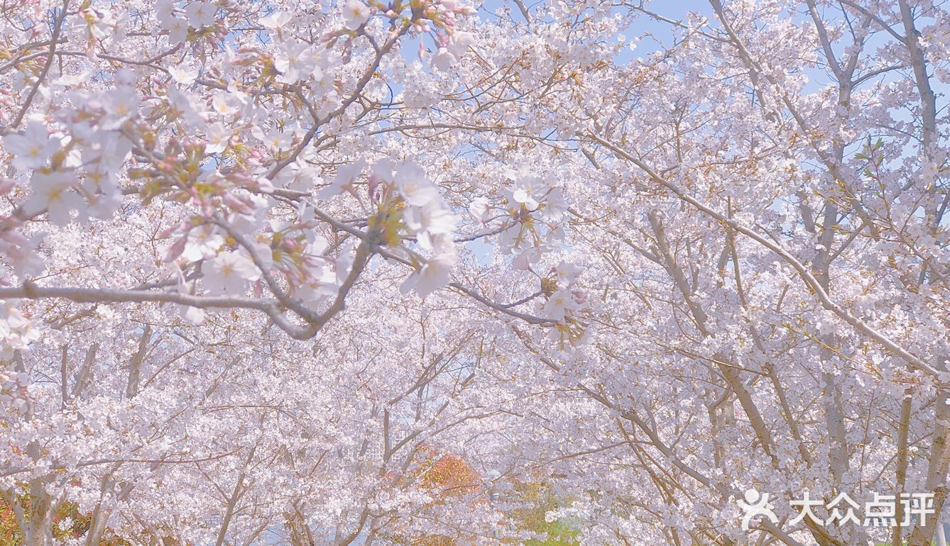春天的正确打开方式-一起来看场樱花雨吧🌸