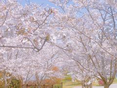 -顾村公园3号门停车场