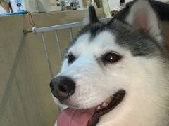-Husky Go! 哈士奇体验馆·宠物咖啡厅狗咖