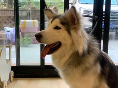 -李小姐の猫咖啡馆(五角场店)