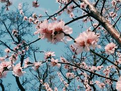 -桃花堤公园