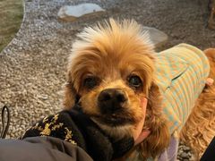 -J Create城市露营咖啡·简餐·宠物(上海动物园店)