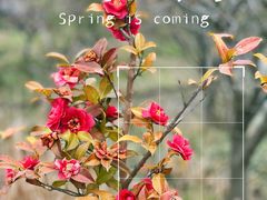 -花开海上生态园