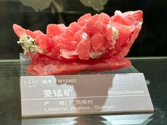-中国地质博物馆