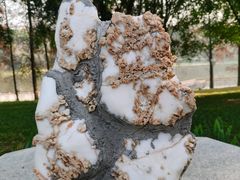 -东莞植物园