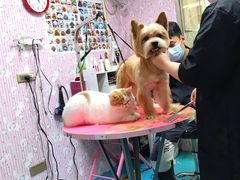 -A猫a狗全科·犬猫异宠·芥西宠物医院(南开总院)