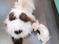 -70cat德文卷毛猫·缅因猫纯种猫舍