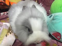 -猫猫幼稚园·撸猫·桌游·电玩