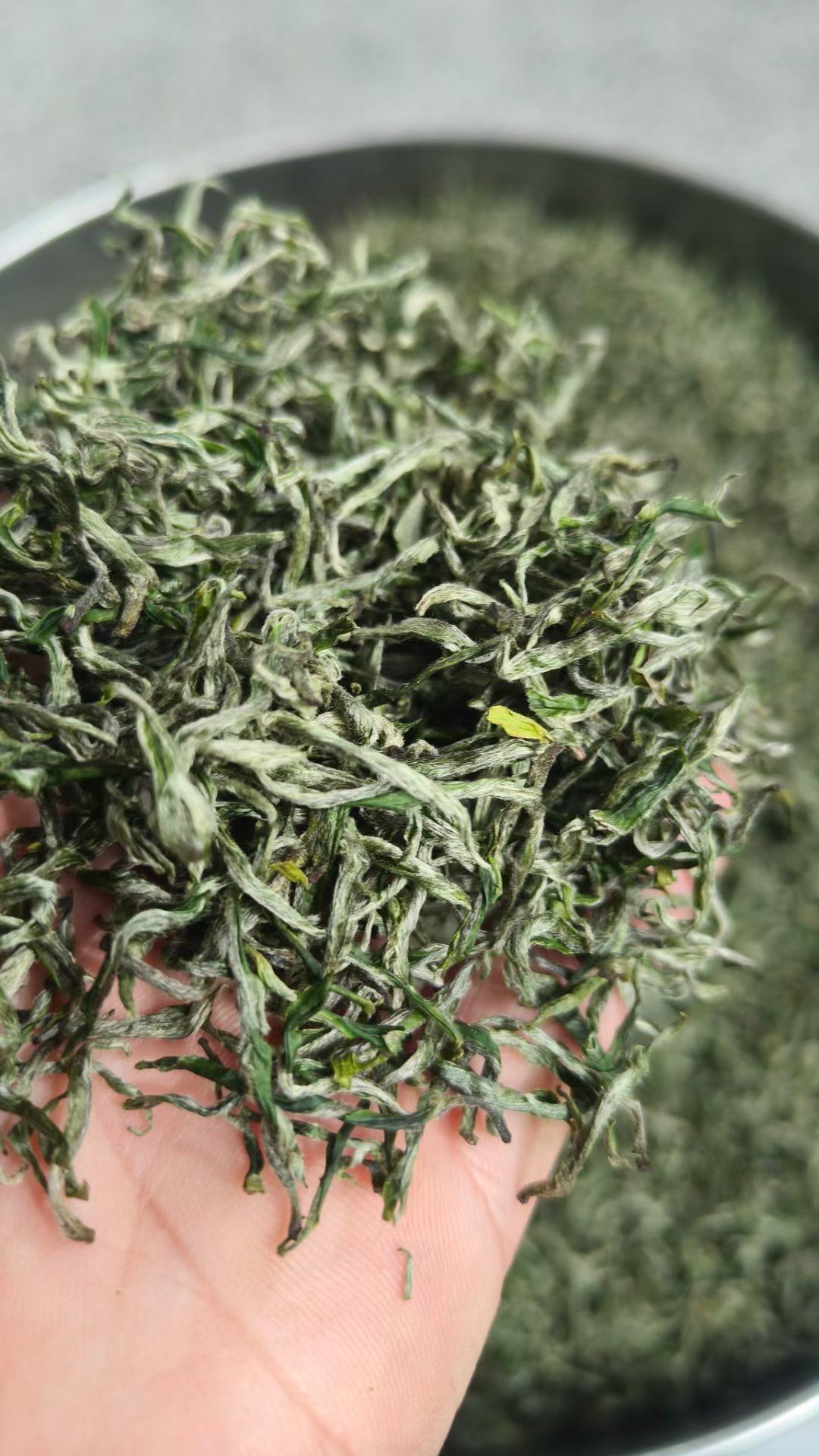 保靖黄金茶