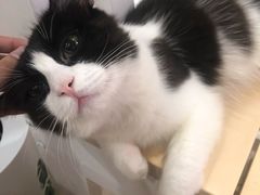 -李小姐の猫咖啡馆(五角场店)