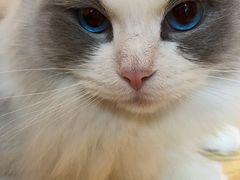 -滚猫咖啡·猫咖·猫友好撸猫(未来城店)
