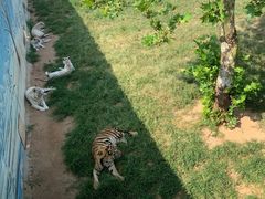-西霞口神雕山野生动物世界