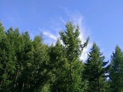-苏木山森林公园