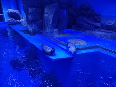 -上海海昌海洋公园-冰山北极馆