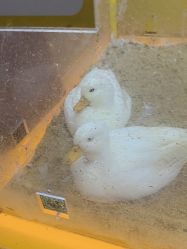 -神奇动物撸宠馆·羊驼·小浣熊·异宠(豫园店)