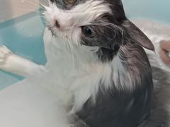 -PETKIT小佩宠物·低压洗护(国顺东路店)